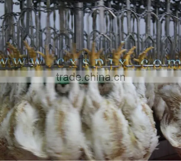 200-100000 Chicken Slaughter Line Slaughterhouse/poultry Abattoir photo-2