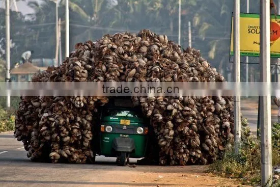 Professional Coconut Shell Fiber Bale Opening Machine Line Coconut Fiber Machine photo-4