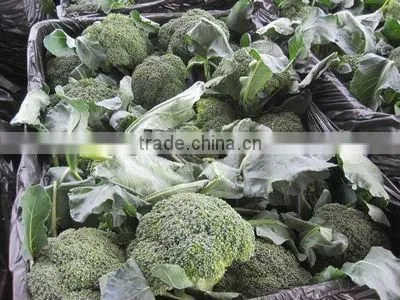 Broccoli