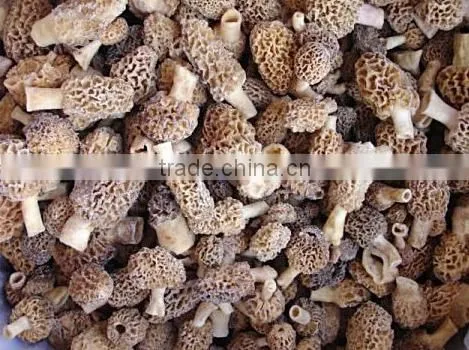 Good Quality Frozen IQF King Oyster Mushroom Pieces photo-5
