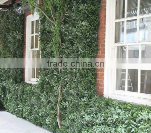 Exterior Grade Green Walls Made With Buxus Sprays to Create a Simple Green Backdrop photo-5