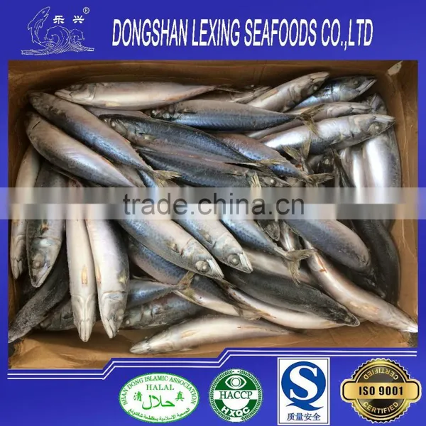 Frozen Whole Fish Pacific Mackerel photo-2