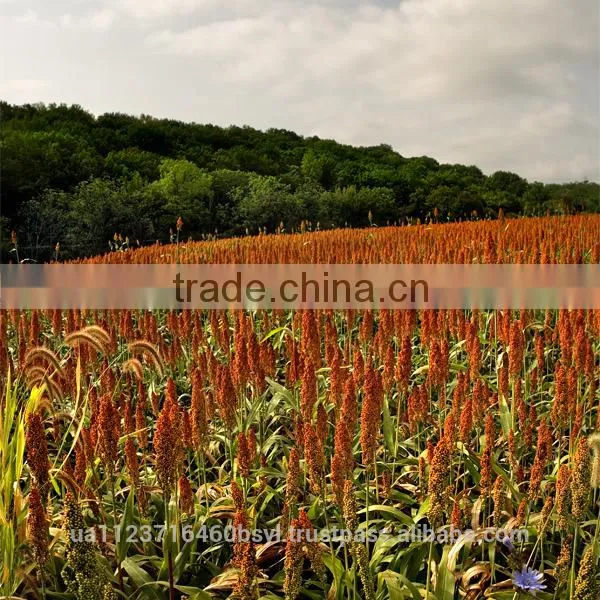 RED MILLET photo-3