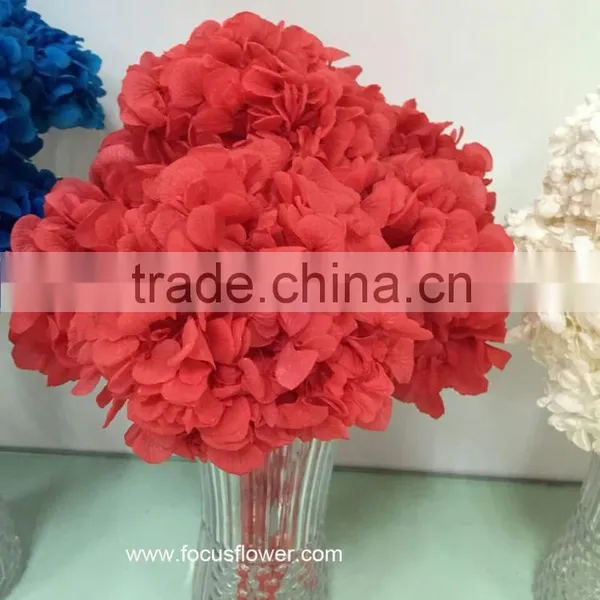 High Quality Fresh Preserved Flower Blue White Hydrangea Bouquet For Christmas photo-5