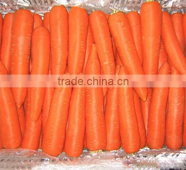 New Crop Chinese High Quality Fresh Carrot for Sale / Boil Carrots / to Make Carrot Cake photo-3