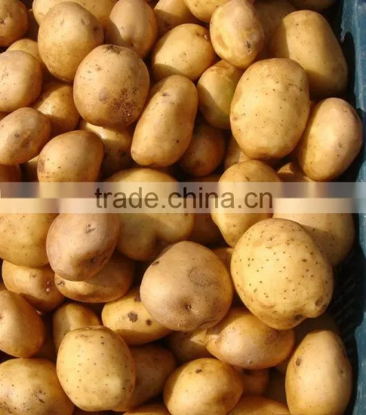 Pakistani High Quality Fresh Potato