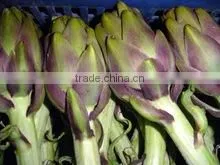 Fresh Egypt Artichoke