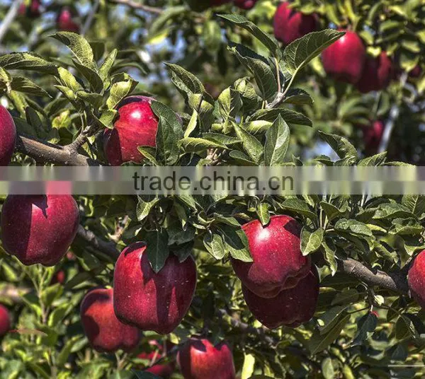Juicy and Sweet Fresh Apple photo-3