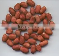 Peanuts Kernel photo-6