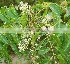 Neem Oil Extraction photo-3