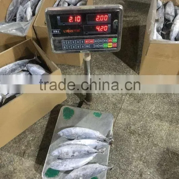 300-500g Seafrozen Bonito Fish Auxis Thazard photo-4
