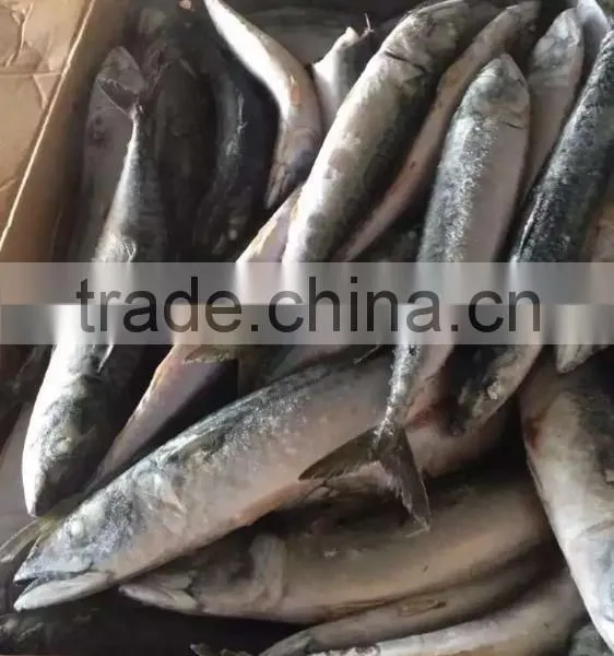 NEW 2016SeaFrozen Pacific Mackerel 200-300g photo-5