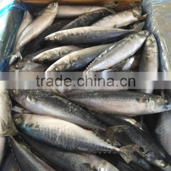 Frozen Pacific Mackerel Seafood photo-2