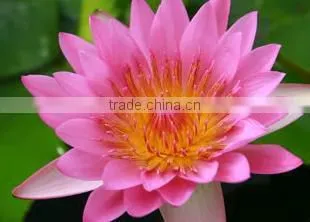 Nelumbo Nucifera Extract photo-4