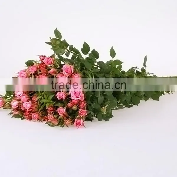 Colorful Sprayed Rose High Quality Fresh Cut Rose Flower photo-2