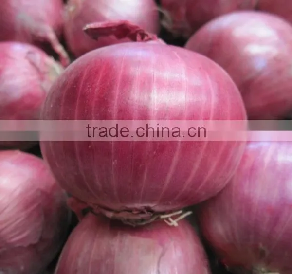 Fresh Organic Red Onion for Sale photo-2