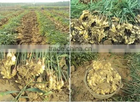 ORGANIC FRESH GINGER VIETNAM FOR GINGER SLICES photo-3