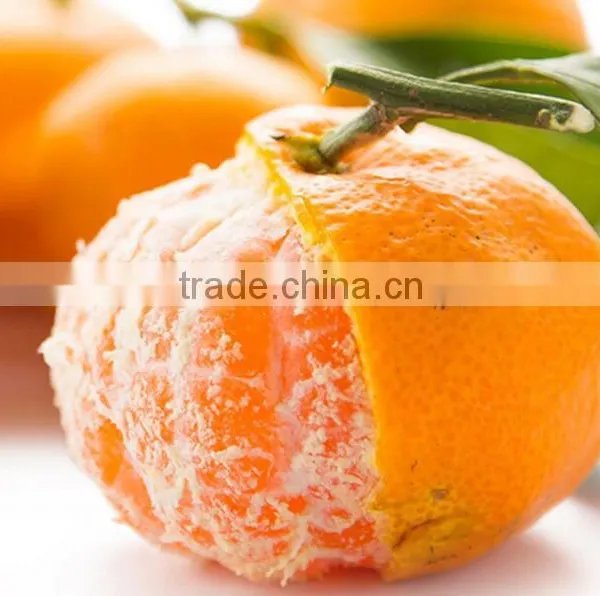 Fresh Ponkan Orange for Sale South Africa Orange Exporters photo-2
