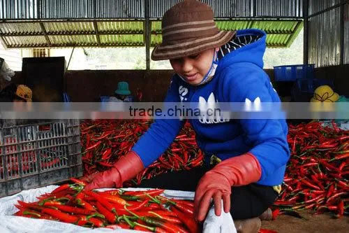 Dried Chilli photo-4