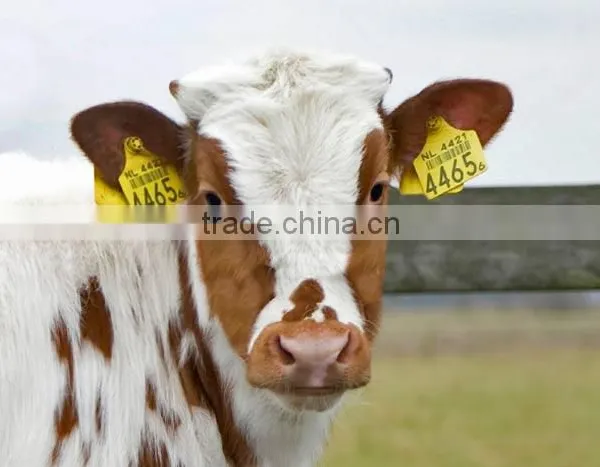 Animal Livestock Identification Cattle Ear Tags photo-5