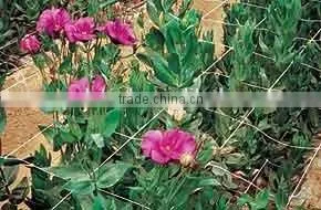Climbing Plant Support Mesh Plastic Garden Net photo-4