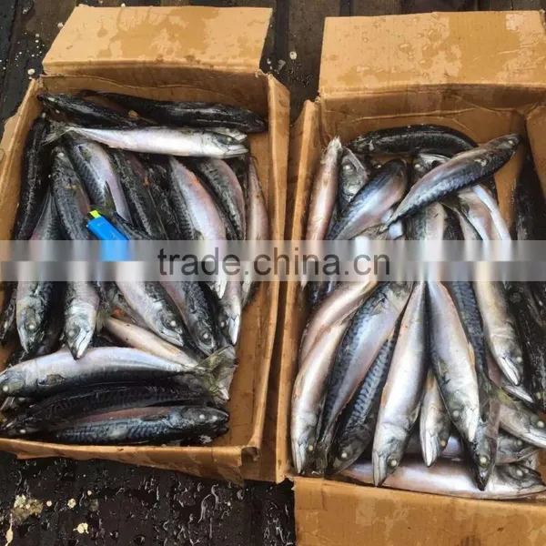 2016 HOT SALE SHIPFROZEN &SeaFrozen Pacific Mackerel 200-300g photo-6