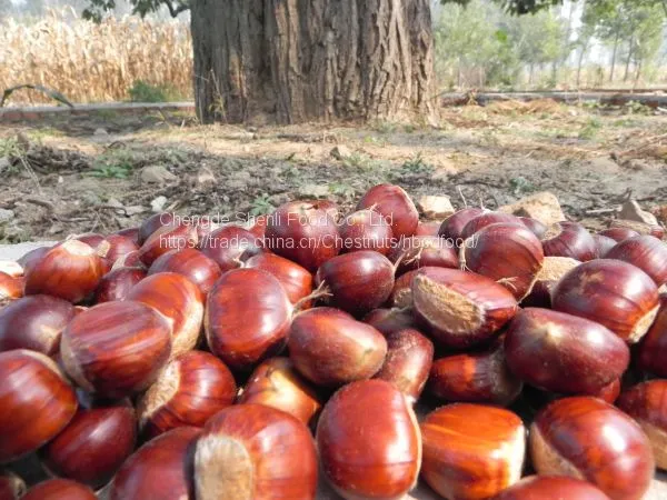 New crop organic Kuancheng fresh chestnuts