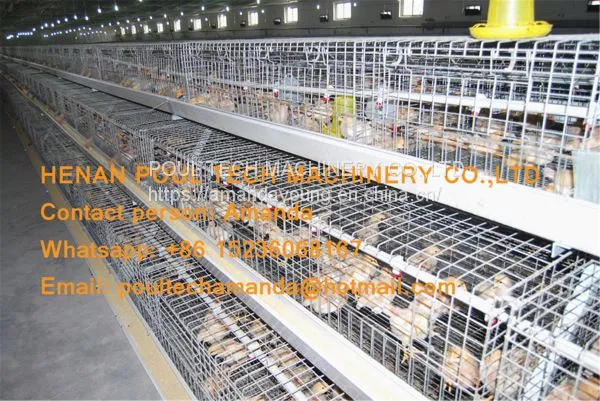 Tanzania Poultry Farm Chicken Shed A Frame Automatic Pullet Cage & Small Chicken Cage Equipment With Drinking & Feeding System photo-3