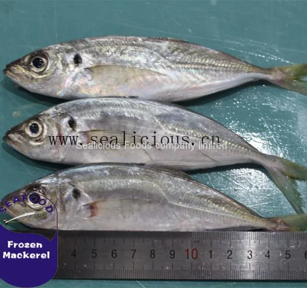 Frozen Horse Mackerel Whole Round