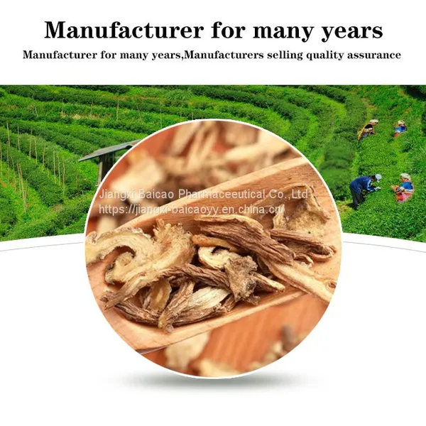 Angelica Root Oil Chinese Herbal Extract Pure Natural Oil photo-2