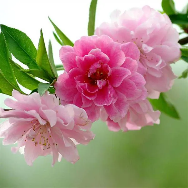 Price List of Small Prunus Persica Var. Duplex Seedlings, Quotation of Prunus Persica Var. Duplex, One Prunus Persica Var. Duplex Tree photo-3