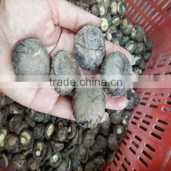 Wholesale Factory Prices for Shiitake 1KG photo-2