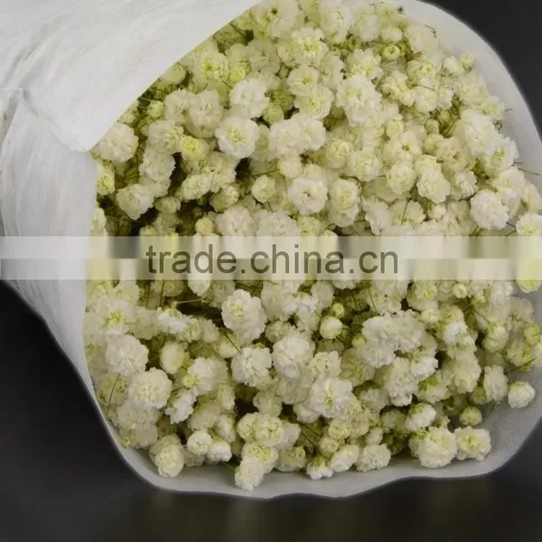 Cut Fresh Best Selling Various Gypsophila photo-2
