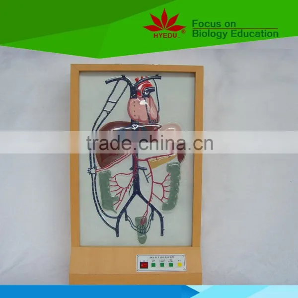 Low Priced Portal Venous Collateral Circulation Electric Model
