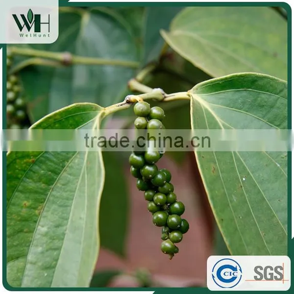 Vietnam Organic Black Pepper Pgi-570 With International Price photo-4