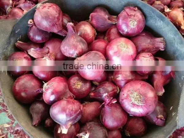 Fresh Red Onion photo-2