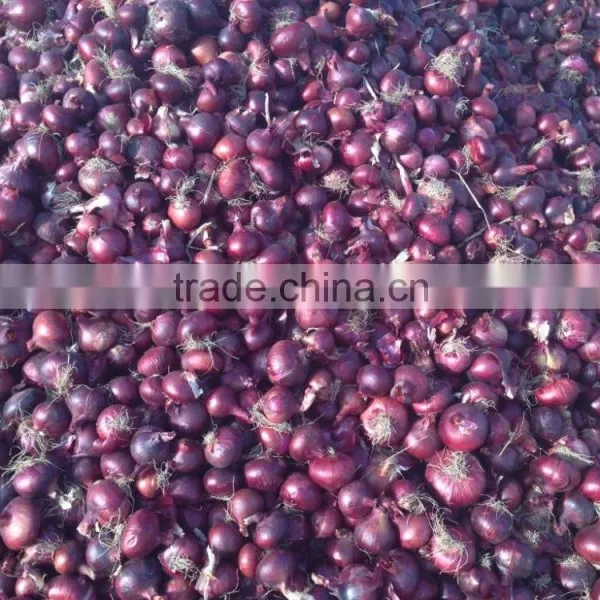 Red Onion With High Qality