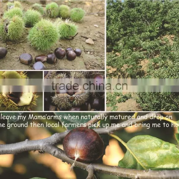 30-40 40-60 2015 Hot Sell Sweet Fresh Chestnuts photo-6