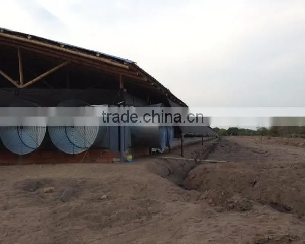 Automatic Poultry Equipment Feeder for Chicken photo-5