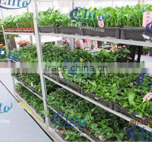 341 Nurse Young Plants in Hothouses photo-4