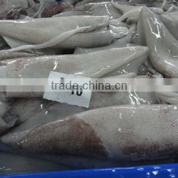 Squid Whole photo-2