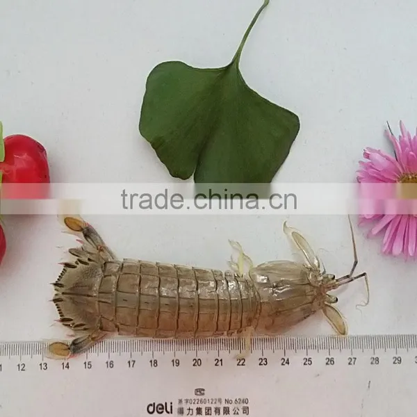 Frozen W/R Mantis Shrimp photo-2