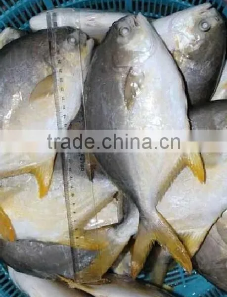Frozen Golden Pomfret Fish photo-5