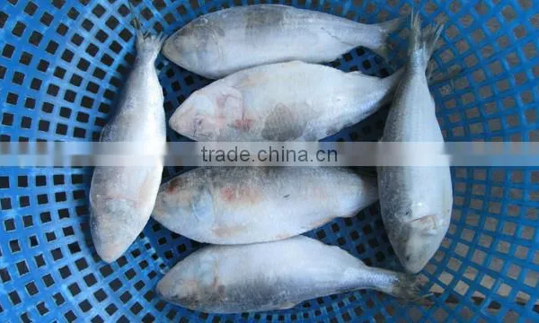 FRESH FROZEN SARDINE FISH OF ALO SEAFOOD photo-4