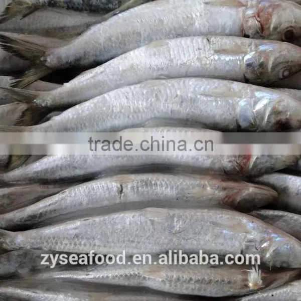 New Stock Sardine Seafood Supplier for Export photo-3