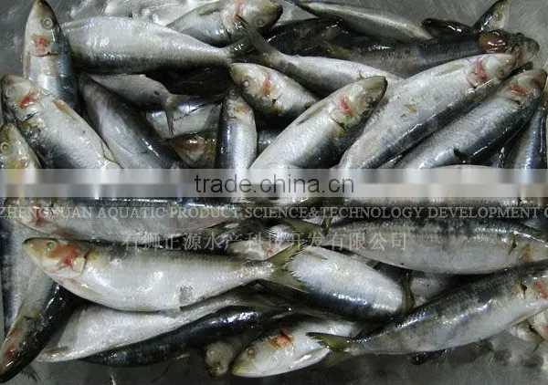 Frozen Sardine Sardinops photo-2