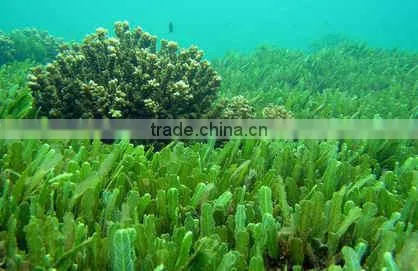 Spirulina Extract photo-4