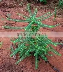 Phyllanthus Amarus photo-2