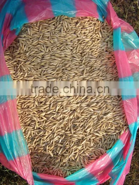 Oats photo-2