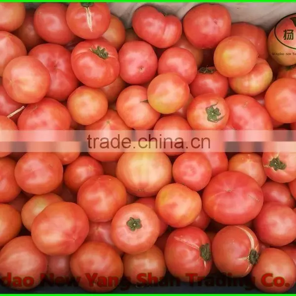 (HOT)Tomatoes!Tomatoes! Tomatoes Fresh! Red Tomatoes